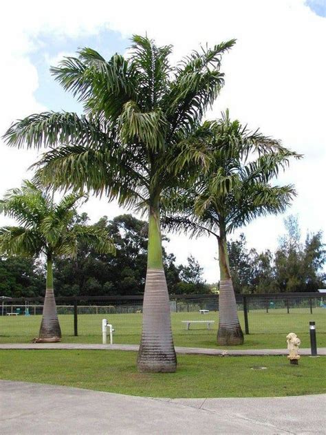 Roystonea Regia Palm Florida Royal Palm Trees To Plant Palm Trees