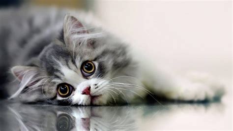 Full Hd Cat Hd Wallpapers 1080p Looking For The Best Cat Hd