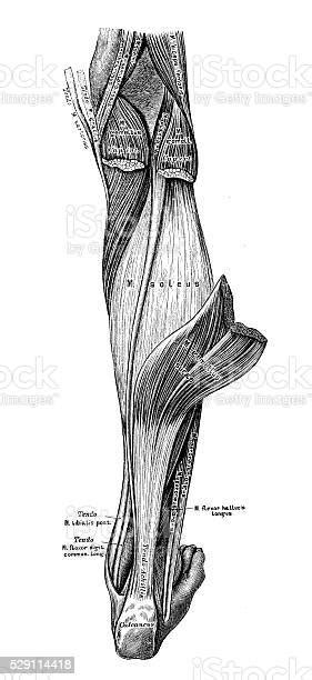 Vetores De Ilustrações Científicas Da Anatomia Humana Músculos Da Perna