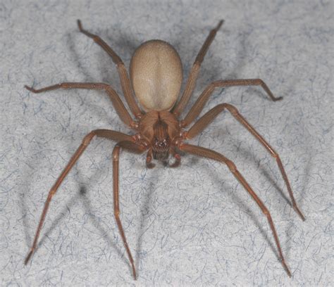 Brown recluse: Pest management tips for the spider that's not as common ...