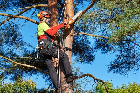The Importance Of Regular Tree Trimming Warner Tree Service