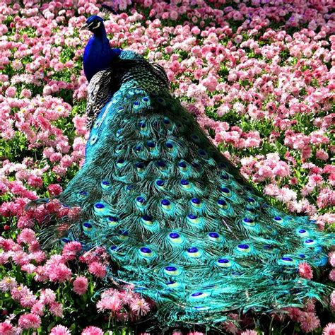 Beautiful This Incredible Peacock Inspires Me Beyond Words Pink