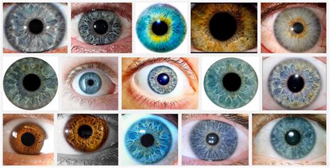 Eye Color Based Caste System Designed By Probably The Alt Right Hapas Eye Color Breakdown