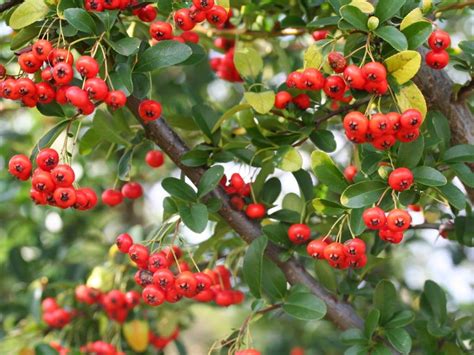 Are Pyracantha Berries Poisonous Poison Control