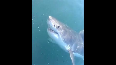 Shark Attack Nova Scotia Great White Shark Tagging High Resolution