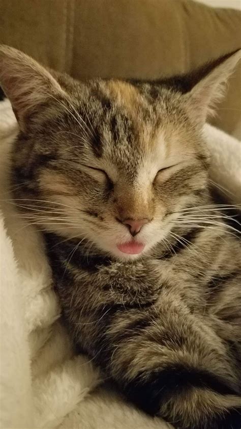 Olive Fell Asleep Doing A Mlem Cute Cats And Dogs Cute Cats And