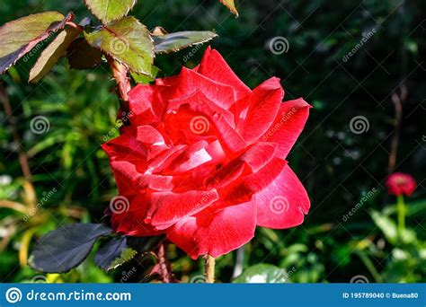 Big Red Rose In The Garden On A Bush Stock Photo Image Of Love