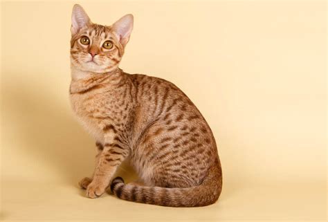 Ocicat Breed Profile Cat World