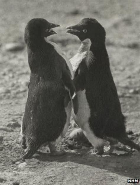 Depraved Sex Acts By Penguins Shocked Polar Explorer Bbc News