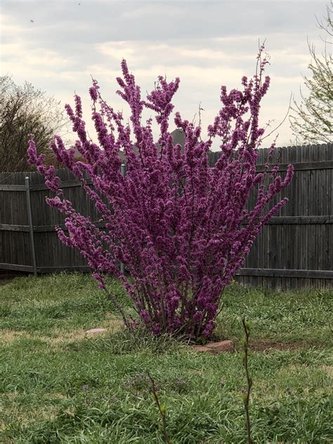 purple-shrub-of-some-sort-in-oklahoma-whatsthisplant
