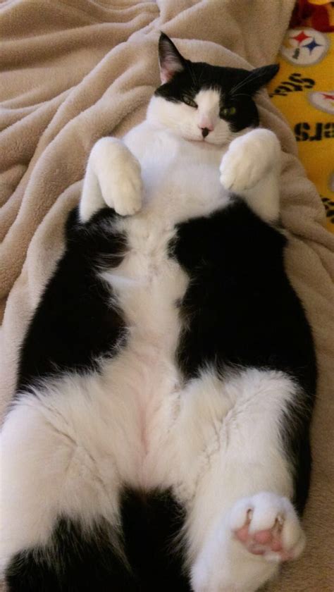 Tuxedo Cat Named Nosy Funny Animals Cute Animals Cats And Kittens