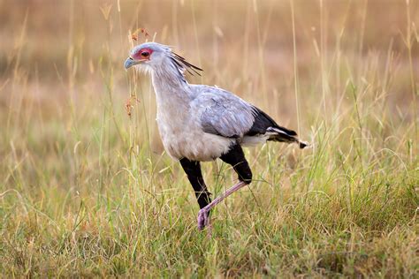 Birds In East Africa African Wildlife Photography