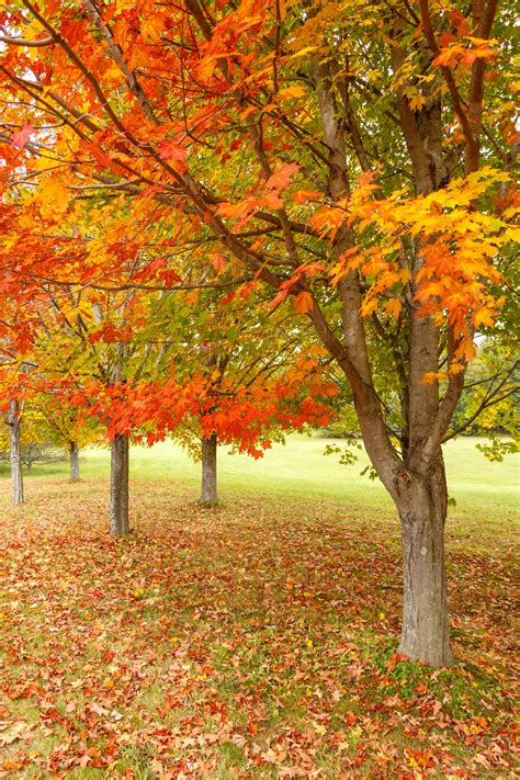 Autumn Free In Park Free Stock Photo Public Domain Pictures