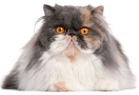 Long Haired Cat Breeds Cat Breeds Encyclopedia
