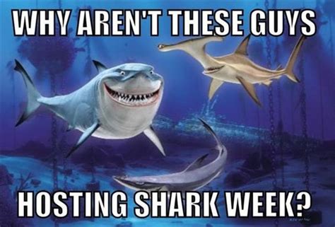 Funny Shark Week Memes For 2023 Lola Lambchops