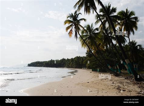 Palm Tree Lined Beach Jacmel Haiti Caribbean Stock Photo Alamy