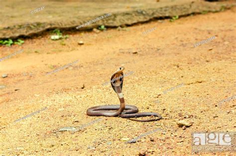 King Cobra Ophiophagus Hannah The Worlds Longest Venomous Snake