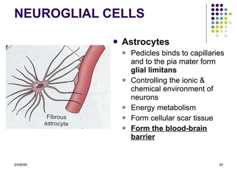 Histologic Structure Of Nervous System