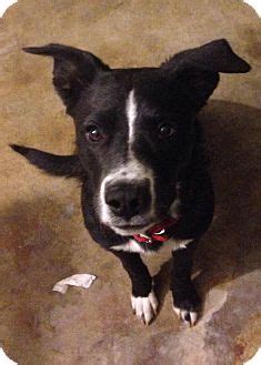 Border jack border collie jack russell mix info puppies pictures. Pet not found