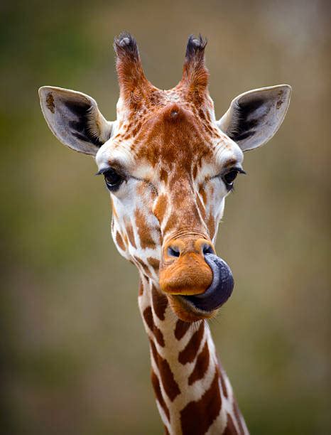 Royalty Free Giraffe Pictures Images And Stock Photos Istock