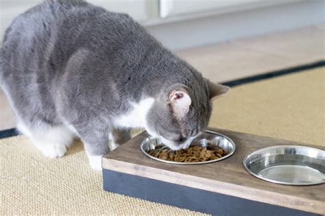 5 Diy Elevated Cat Feeding Stations You Can Make Today With Pictures