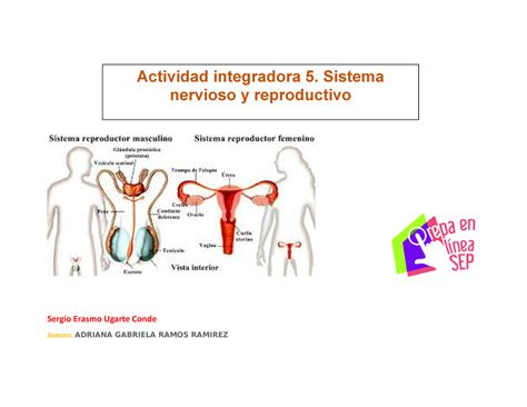 Actividad Integradora Sistema Nervioso Y Reproductivo Sergio
