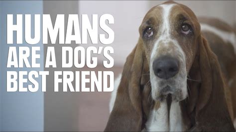 Humans Are A Dogs Best Friend Youtube