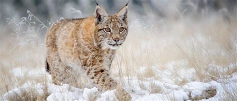 Eurasian Lynx Animal Facts Lynx Lynx A Z Animals