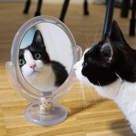 Mirror Mirror On The Wall Mirror Cat Empire Kittens Cutest