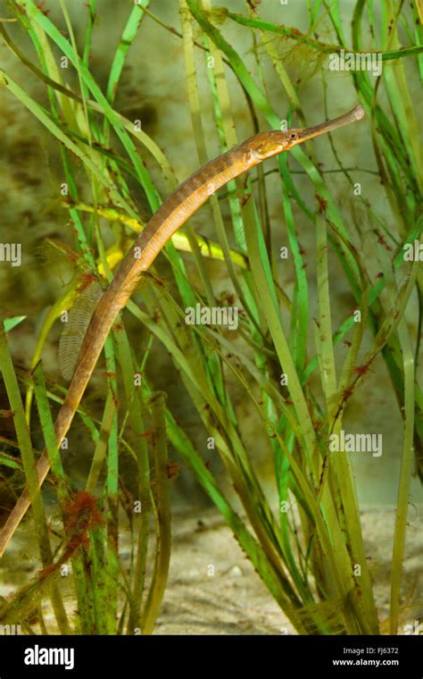 Great Pipefish Greater Pipefish Syngnathus Acus Amongst Sea Grass