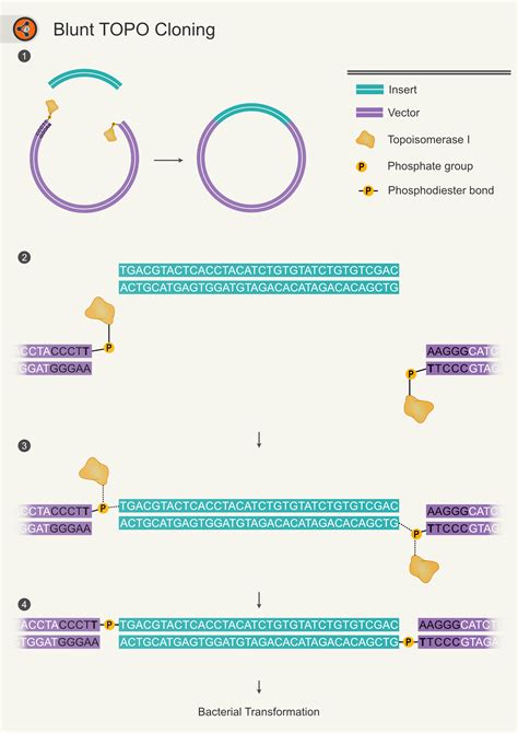 Blunt End Topo Cloning Sharebiology