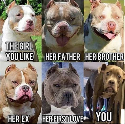 The 15 Funniest Pitbull Memes Of The Week Petpress