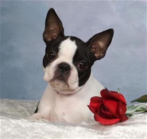 6142 keithley rd (1,078.96 mi) lincoln, mo 63379. Circle J's Boston Terriers Breeder Puppy For Sale Breeding Puppies Show Quality