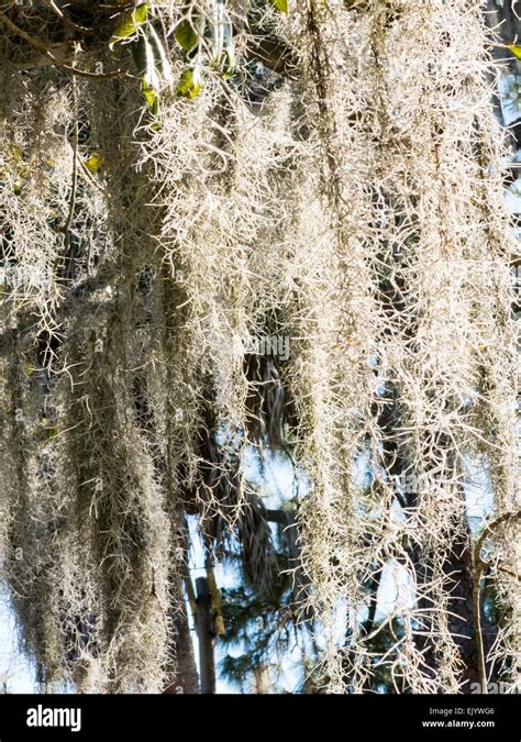 Spanish Moss Hanging In Southern Live Oak Tree Tampa Fl Stock Photo