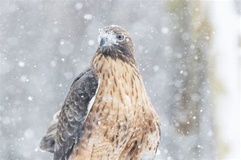 Red Tailed Hawk In The Snow Stock Photo Image Of Closeup Prey 88163552