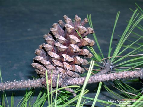 Louisiana Plant Id Pinus Taeda Loblolly Pine