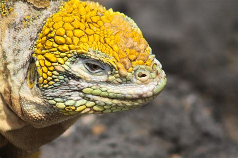 Land Iguana Portrait | A brilliantly yellow Galapagos land ...