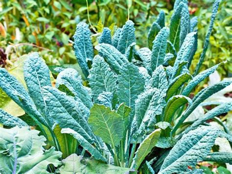 Shade Tolerant Vegetables For The Garden