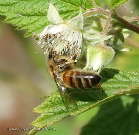 Honey Bee Apis Mellifera Species Wildbristoluk
