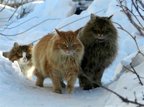 Norwegian Forest Cats Siberian Cat Forest Cat
