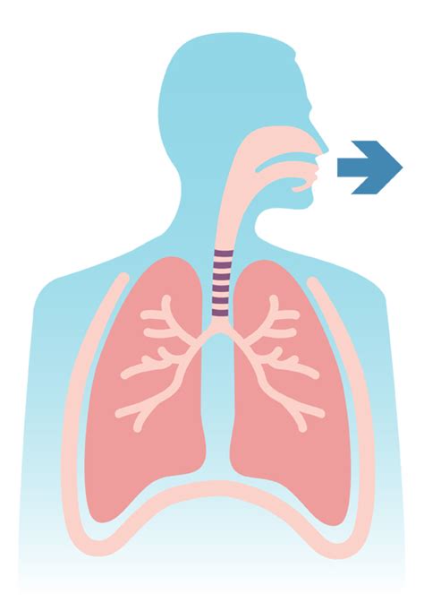 How Your Lungs Work Canadian Lung Association