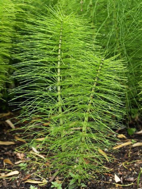 Dried Organic Horsetail Herb Best Quality Available From Etsy