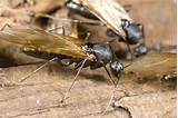 Pictures of Swarmer Termites Pictures