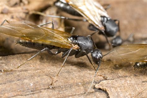 Carpenter ant queens form the highest caste. How to Get Rid of Carpenter Ants | Tomlinson Bomberger