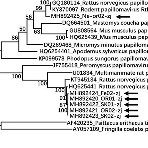 Phylogenetic Analysis Based On Amino Acid Sequence Alignment Of The Download Scientific Diagram