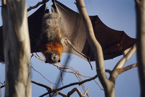 Fruit Bat Flying Fox Mikes Birds Flickr