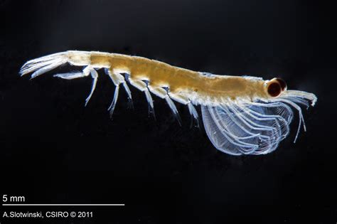 Zooplankton Image Gallery Species From Australian Waters Au