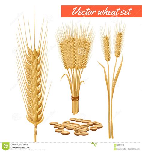 Teste Della Pianta Del Grano E Manifesto Del Grano ...