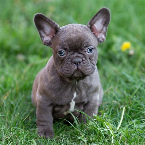 If you are looking for a fabulous and loving companionship take a look at our website and let us have the privilege assisting you in the process to choose the puppy who will. Our breeding | Francese