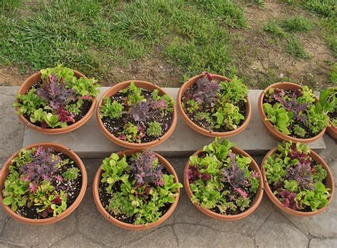 Living Salad Bowlsso Easy To Grow Use Any Containera Good Potting
